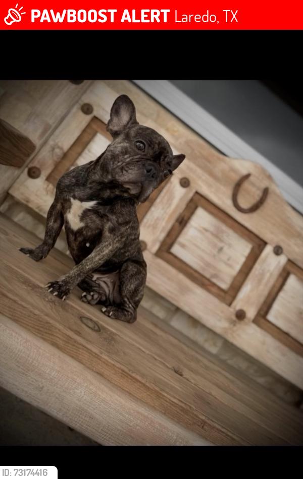 Lost Female Dog last seen South side Laredo Texas zapata hwy/cielito lindo blvd ., Laredo, TX 78046