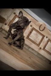 Lost Female Dog last seen South side Laredo Texas zapata hwy/cielito lindo blvd ., Laredo, TX 78046