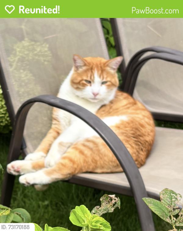 Reunited Male Cat last seen RUE DENAULT KIRKLAND, Kirkland, QC 