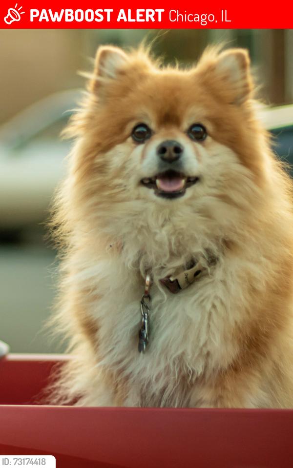 Lost Male Dog last seen 89th and Stoney Island, Chicago, IL 60617