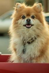 Lost Male Dog last seen 89th and Stoney Island, Chicago, IL 60617
