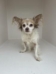 Shelter Stray Male Dog last seen Near Londonderry Court, VIRGINIA BEACH, VA, 23462, 341 S Birdneck Rd, Virginia Beach, VA 23451, USA