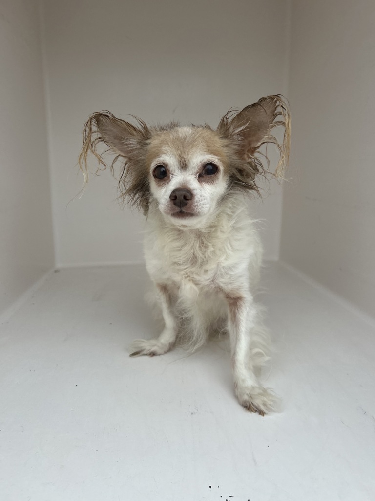 Shelter Stray Male Dog last seen Near Londonderry Court, VIRGINIA BEACH, VA, 23462, 341 S Birdneck Rd, Virginia Beach, VA 23451, USA