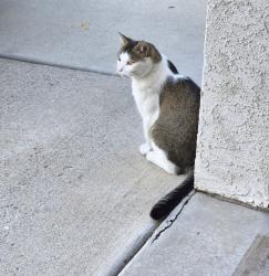 Lost Male Cat last seen Near N & 1600 W Mapleton Ut, Mapleton, UT 84664