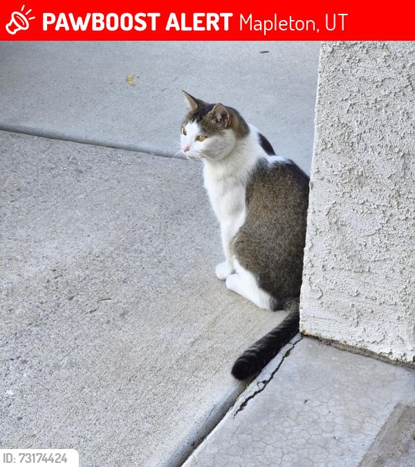Lost Male Cat last seen Near N & 1600 W Mapleton Ut, Mapleton, UT 84664