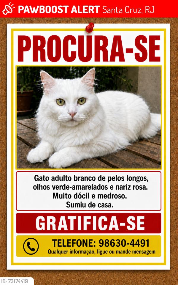 Lost Male Cat last seen Santa Cruz, Santa Cruz, RJ 
