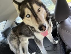 Reunited Male Dog last seen 88th and Michigan, Chicago, IL 60619