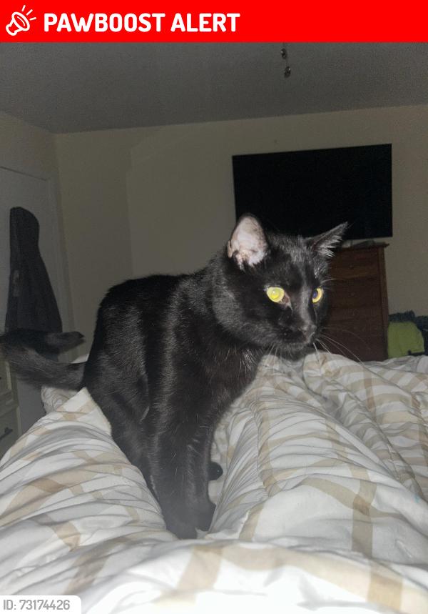 Lost Male Cat last seen Chelsea ridge, Wappingers Falls, NY 12590