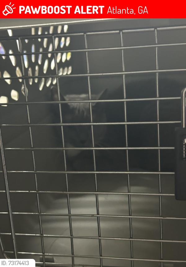 Lost Female Cat last seen Greenbriar Mall, Atlanta, GA 30331