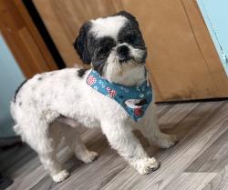 Found/Stray Male Dog last seen corner of Stanwood & Montrose streets, Hartford, CT 06106