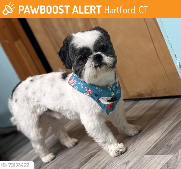 Found/Stray Male Dog last seen corner of Stanwood & Montrose streets, Hartford, CT 06106