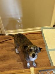 Found/Stray Male Dog last seen Monies and Dallas, Aurora, CO 80010