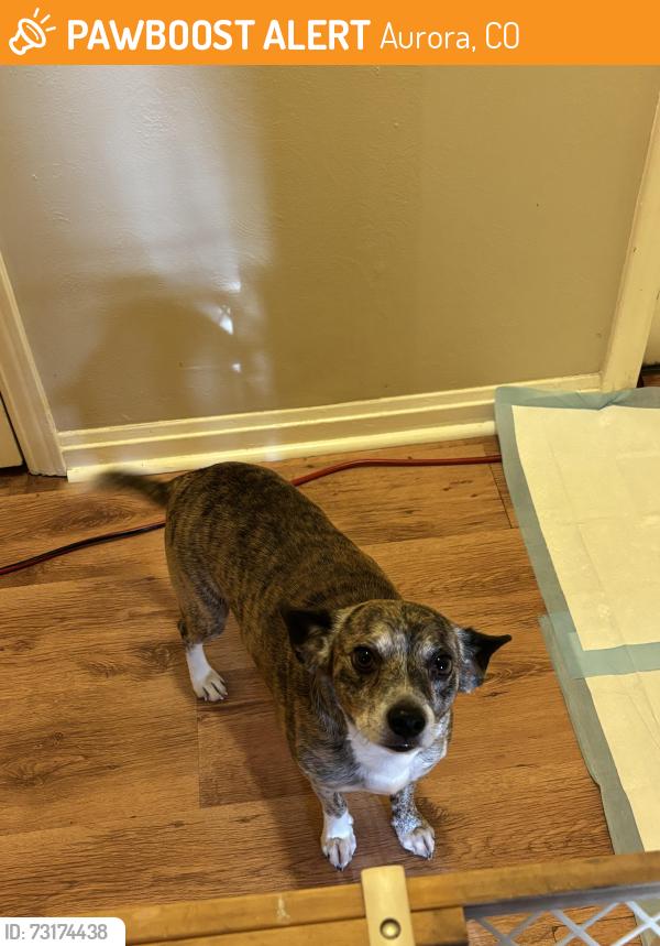 Found/Stray Male Dog last seen Monies and Dallas, Aurora, CO 80010