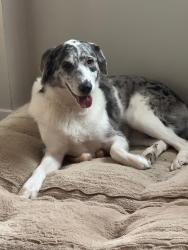Lost Female Dog last seen Kedvale and 56th St, Chicago, IL 60629