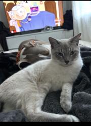Lost Male Cat last seen Near the pool closest to fairview, Santa Ana, CA 92704