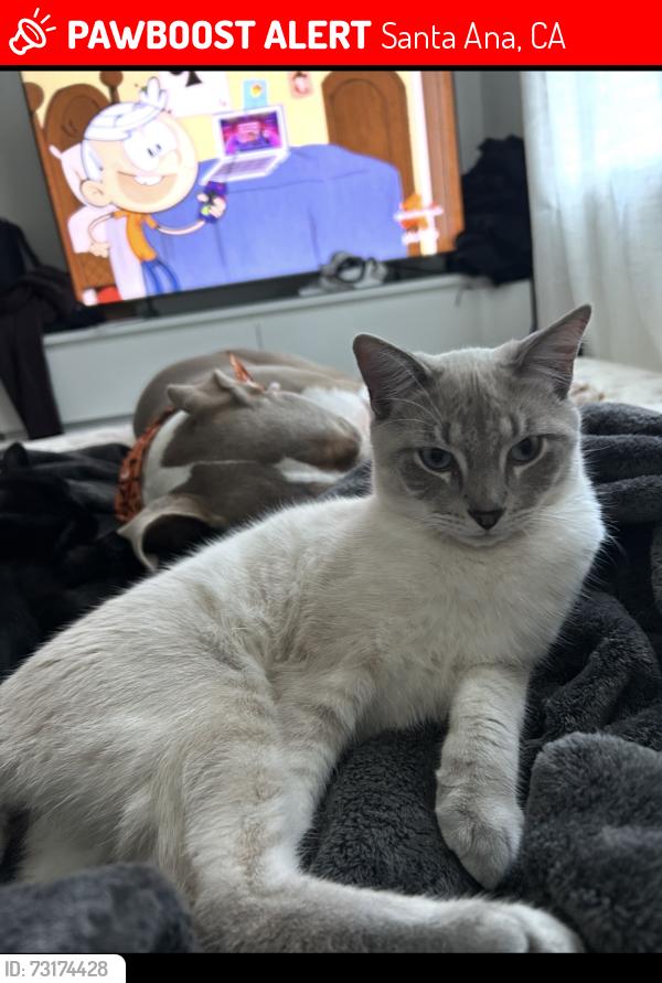 Lost Male Cat last seen Near the pool closest to fairview, Santa Ana, CA 92704