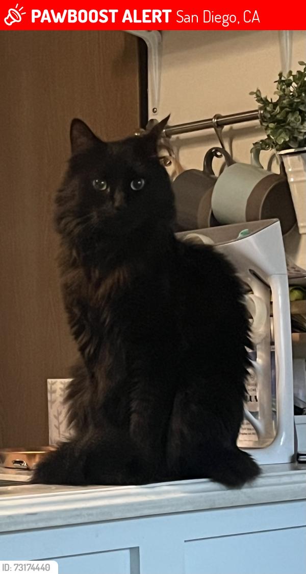 Lost Male Cat last seen Aero Ridge community, San Diego, CA 92124