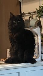 Lost Male Cat last seen Aero Ridge community, San Diego, CA 92124