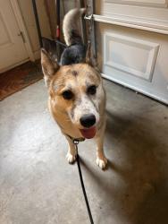 Reunited Female Dog last seen Jubilee Trail and Edgebaston Dr. off of Sedge Lake Garden Rd., Kernersville, NC 27284