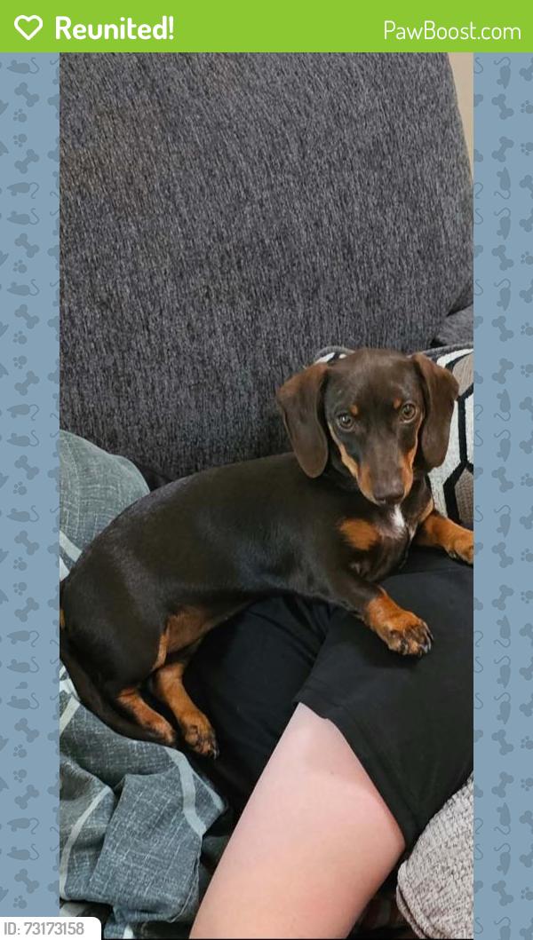 Reunited Female Dog last seen Chimney hill park, Virginia Beach, VA 23456
