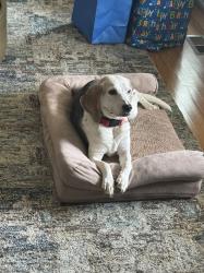 Lost Female Dog last seen Sydenstricker Rd and Keene Drive Intersection, Springfield, VA 22152