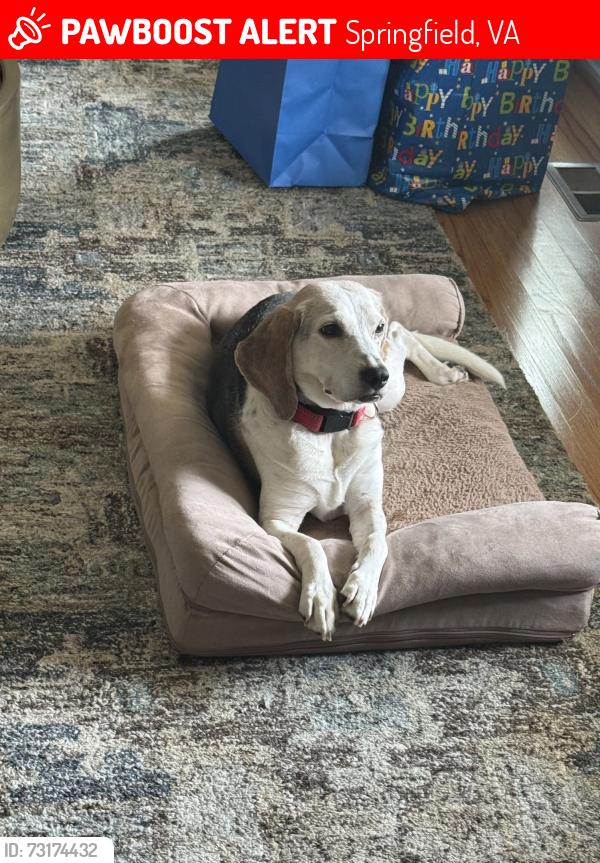 Lost Female Dog last seen Sydenstricker Rd and Keene Drive Intersection, Springfield, VA 22152