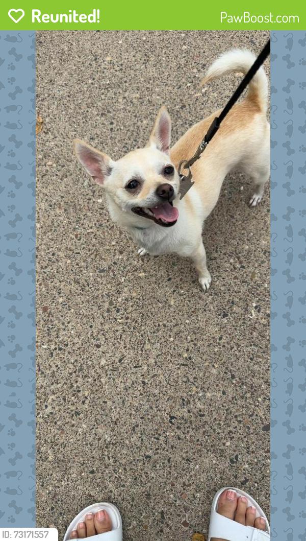 Reunited Female Dog last seen forest street, Saint Paul, MN 55106
