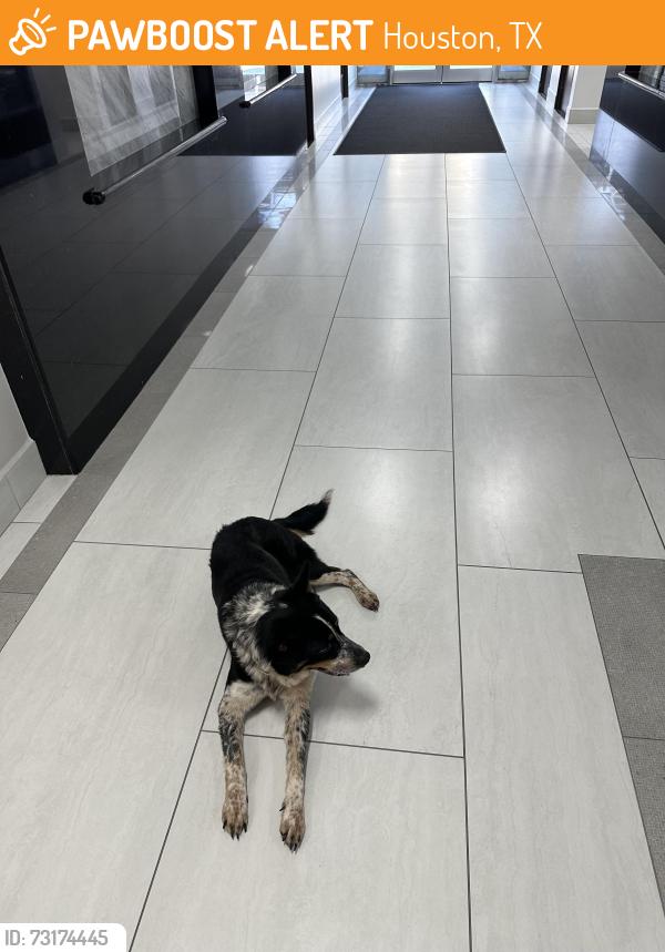 Found/Stray Male Dog last seen Near s loop west, Houston, TX 77054
