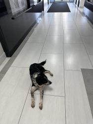 Found/Stray Male Dog last seen Near s loop west, Houston, TX 77054