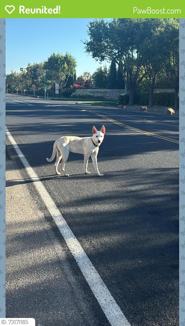 Reunited Male Dog last seen on south macarthur, in between fair oaks and glenbriar ests, about 100feet down the street from the carbonara liquor store, Tracy, CA 95376