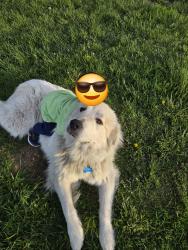 Reunited Male Dog last seen SE 142nd St and 196th ave se intersection, Renton, WA 98059