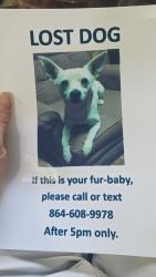 Found/Stray Male Dog last seen Hwy 11 at North Tigerville Rd, SC-11, SC 29690