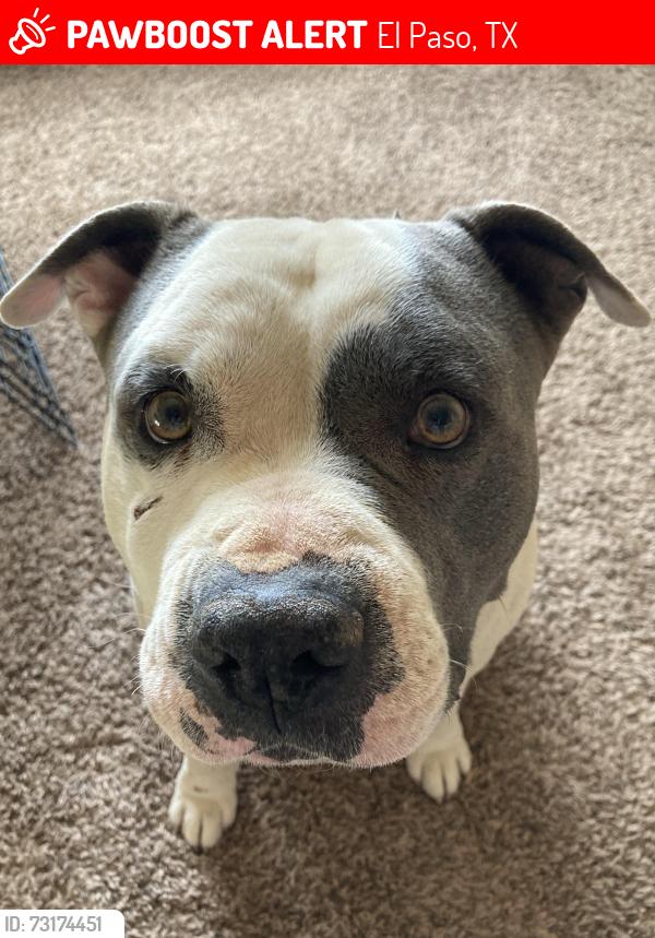 Lost Male Dog last seen McCombs, El Paso, TX 79924