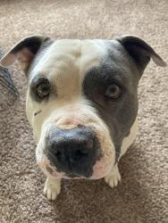 Lost Male Dog last seen McCombs, El Paso, TX 79924