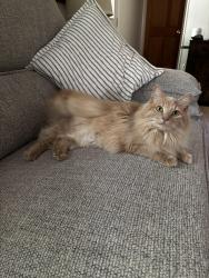 Reunited Female Cat last seen Ran from Oakwood Drive towards Crabapple and Cedarwood Ct., Woodbridge, VA 22192