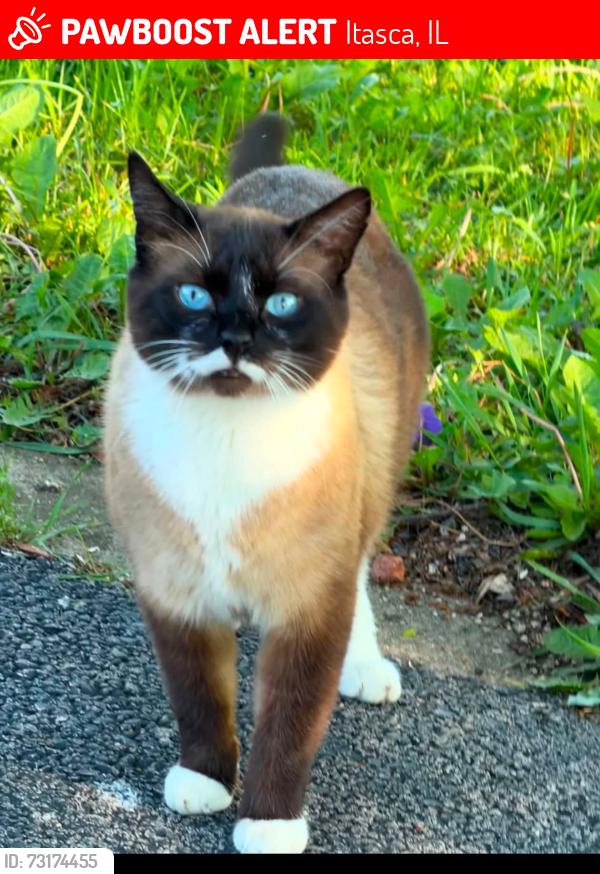 Lost Male Cat last seen Grove st and baker dr, Itasca, IL 60143