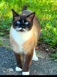 Lost Male Cat last seen Grove st and baker dr, Itasca, IL 60143