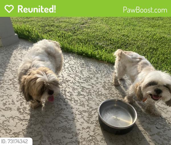 Reunited Unknown Dog last seen Near Sunset Green Ct., Cypress, TX 77429