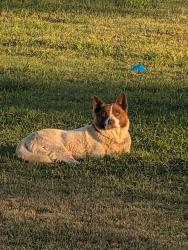 Found/Stray Unknown Dog last seen Stonebrook Park Visalia, Visalia, CA 93277