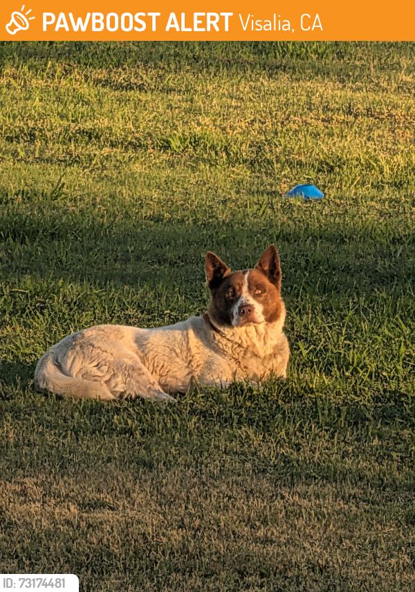 Found/Stray Unknown Dog last seen Stonebrook Park Visalia, Visalia, CA 93277