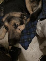 Lost Male Dog last seen Near 252nd st. Baltic SD, Baltic, SD 57003