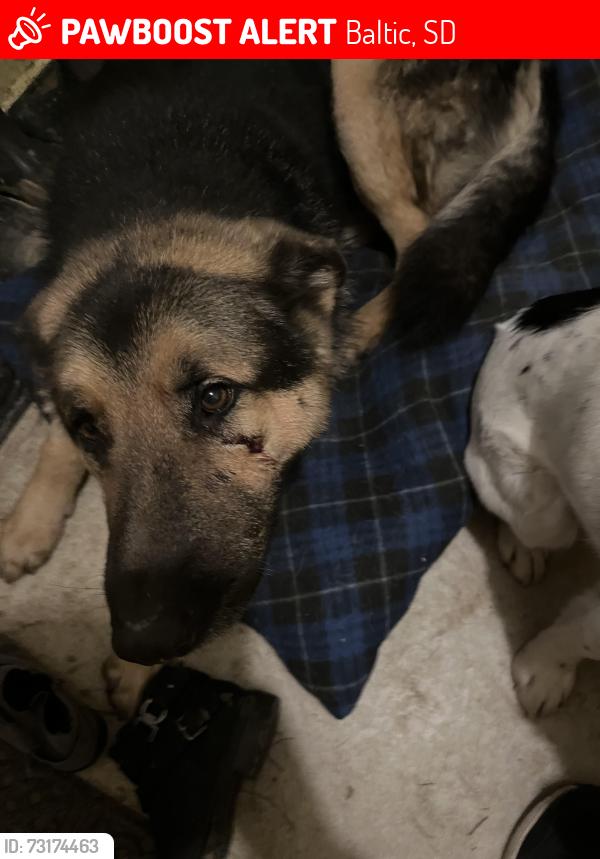 Lost Male Dog last seen Near 252nd st. Baltic SD, Baltic, SD 57003