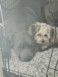 Lost Male Dog last seen Summer st, Albuquerque, NM 87104