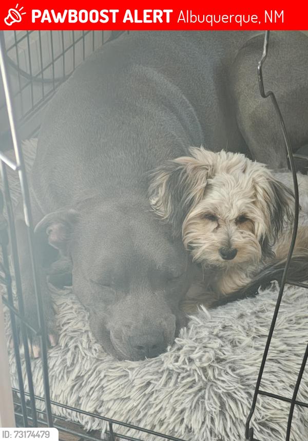 Lost Male Dog last seen Summer st, Albuquerque, NM 87104