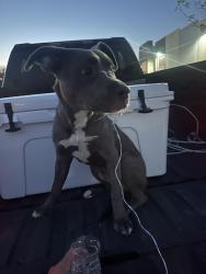 Found/Stray Male Dog last seen Near county road 26, Preston Rd, across from Summit Hills Dr, Frisco, TX 75034