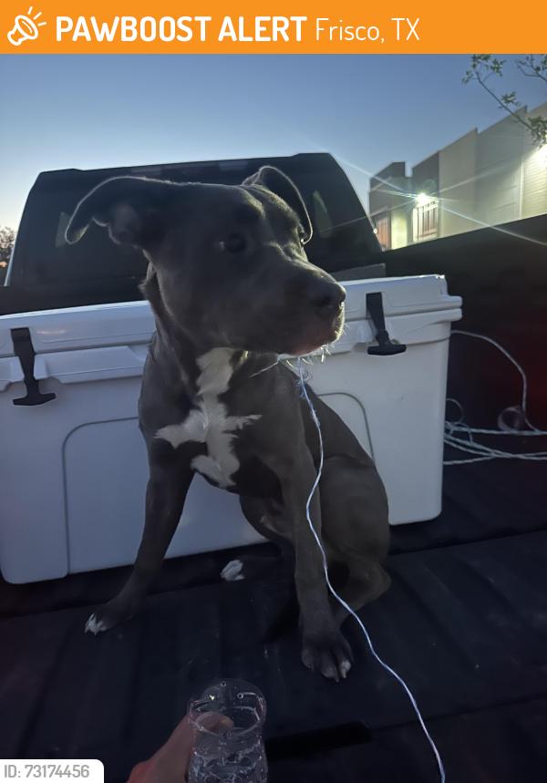 Found/Stray Male Dog last seen Near county road 26, Preston Rd, across from Summit Hills Dr, Frisco, TX 75034