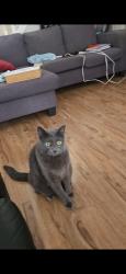 Reunited Male Cat last seen Lawson and Wonderland, London, ON N6G 4G3
