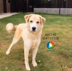 Reunited Male Dog last seen Neighborhood in eagles crossing, Gwinnett County, GA 30044