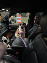 Reunited Female Dog last seen West on Arlington Blvd & Rhodes St, Arlington, VA 22222