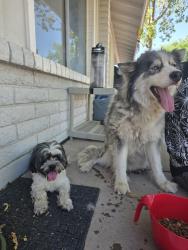 Reunited Female Dog last seen 91st Ave and Indian School, Phoenix, AZ 85037